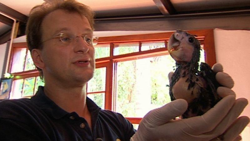 Dr. Matthias Reinschmidt mit jungem Papagei im Loro Parque auf Teneriffa. Foto: VOX - teneriffa-loro-parque