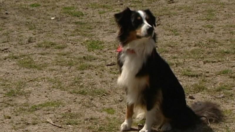 Allesfresser Hund