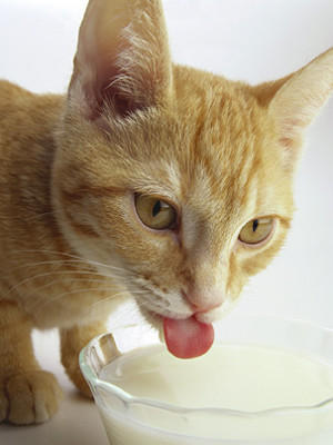VOX Was katzen nicht fressen dürfen VOX Was katzen nicht fressen dürfen