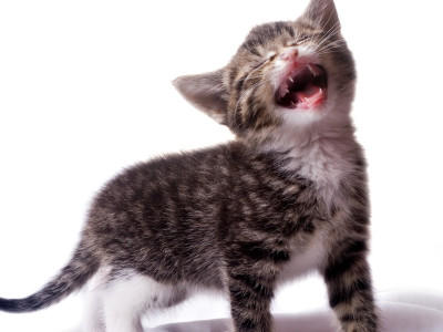 VOX Was katzen nicht fressen dürfen VOX Was katzen nicht fressen dürfen