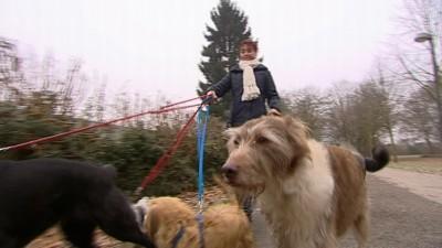 Hundeshampoo im Test Hundeshampoo im Test