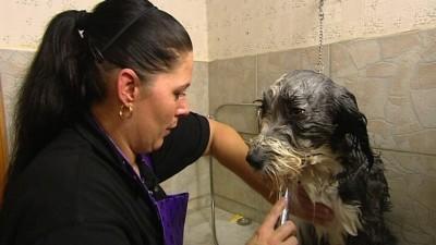 Hundeshampoo im Test Hundeshampoo im Test