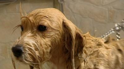 Hundeshampoo im Test Hundeshampoo im Test