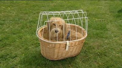 Hukamaus Hund auf Fahrrad Hukamaus Hund auf Fahrrad