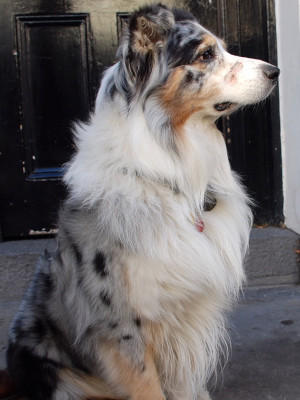Hunde-Lexikon Hunde-Lexikon