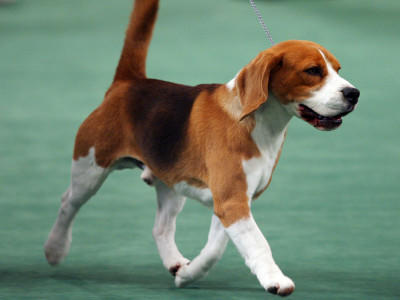 Hunde-Lexikon Hunde-Lexikon