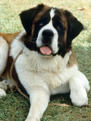 Hunde-Lexikon Hunde-Lexikon