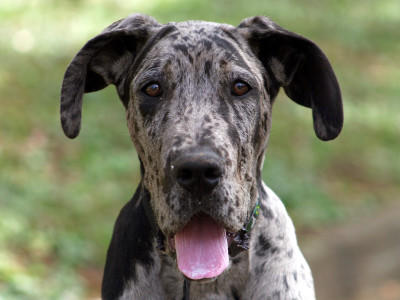 Hunde-Lexikon Hunde-Lexikon