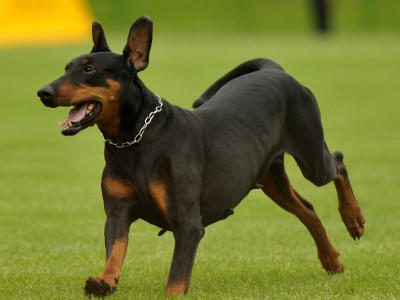 Hunde-Lexikon Hunde-Lexikon