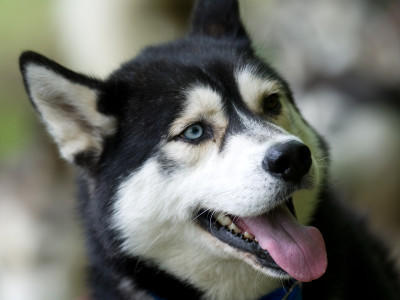 Hunde-Lexikon Hunde-Lexikon