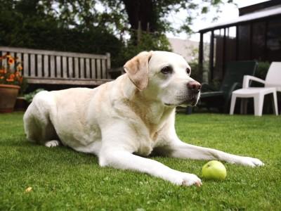 Hunde-Lexikon Hunde-Lexikon