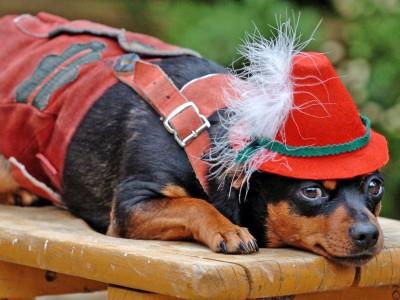 Hunde-Lexikon Hunde-Lexikon