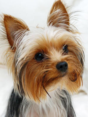 Hunde-Lexikon Hunde-Lexikon