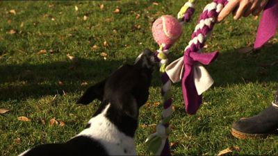 hkm_hundespecial_spielzeugbasteln hkm_hundespecial_spielzeugbasteln