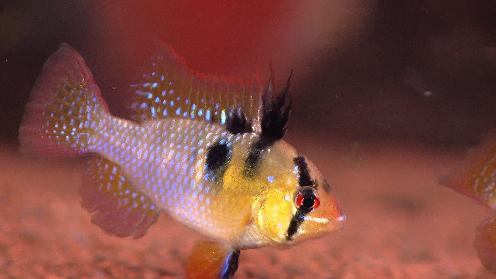 hkm_20130202_aquariumfische hkm_20130202_aquariumfische