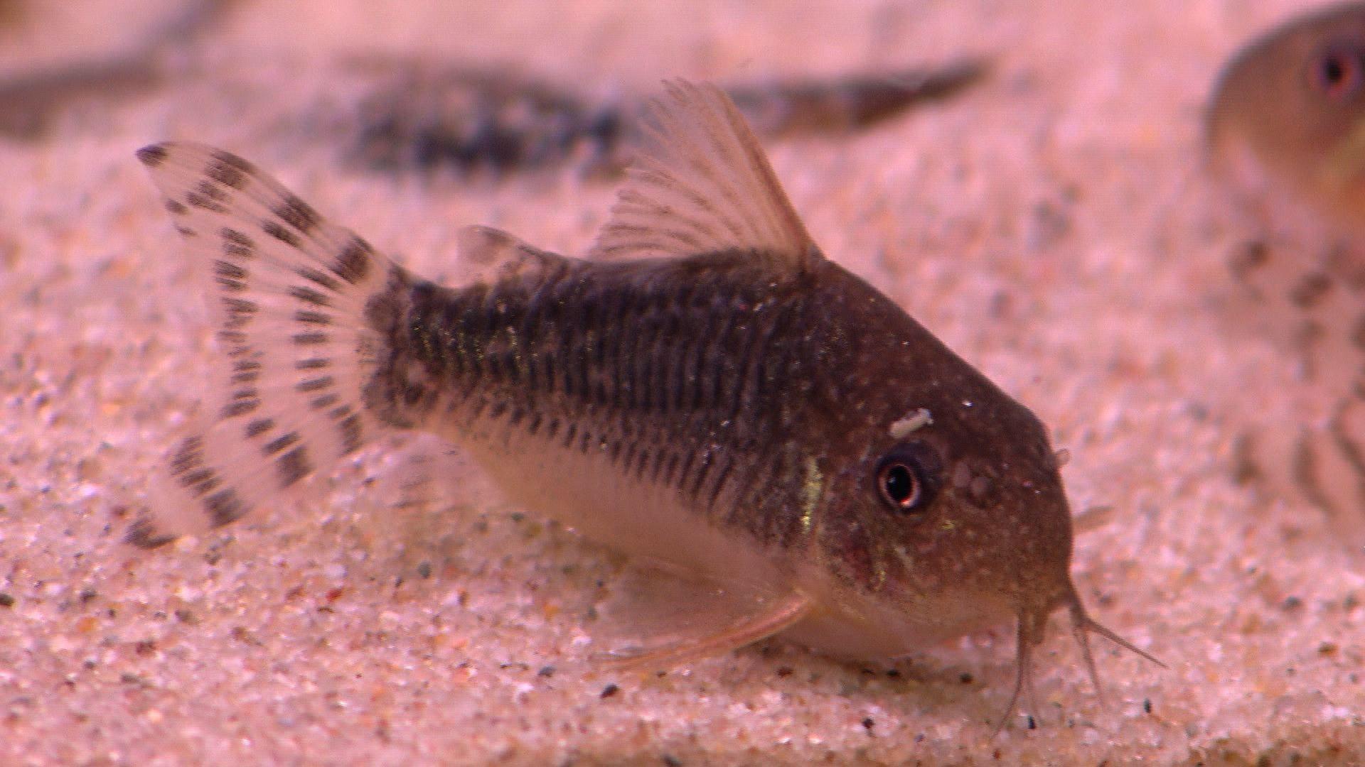 hkm_20130202_aquariumfische hkm_20130202_aquariumfische