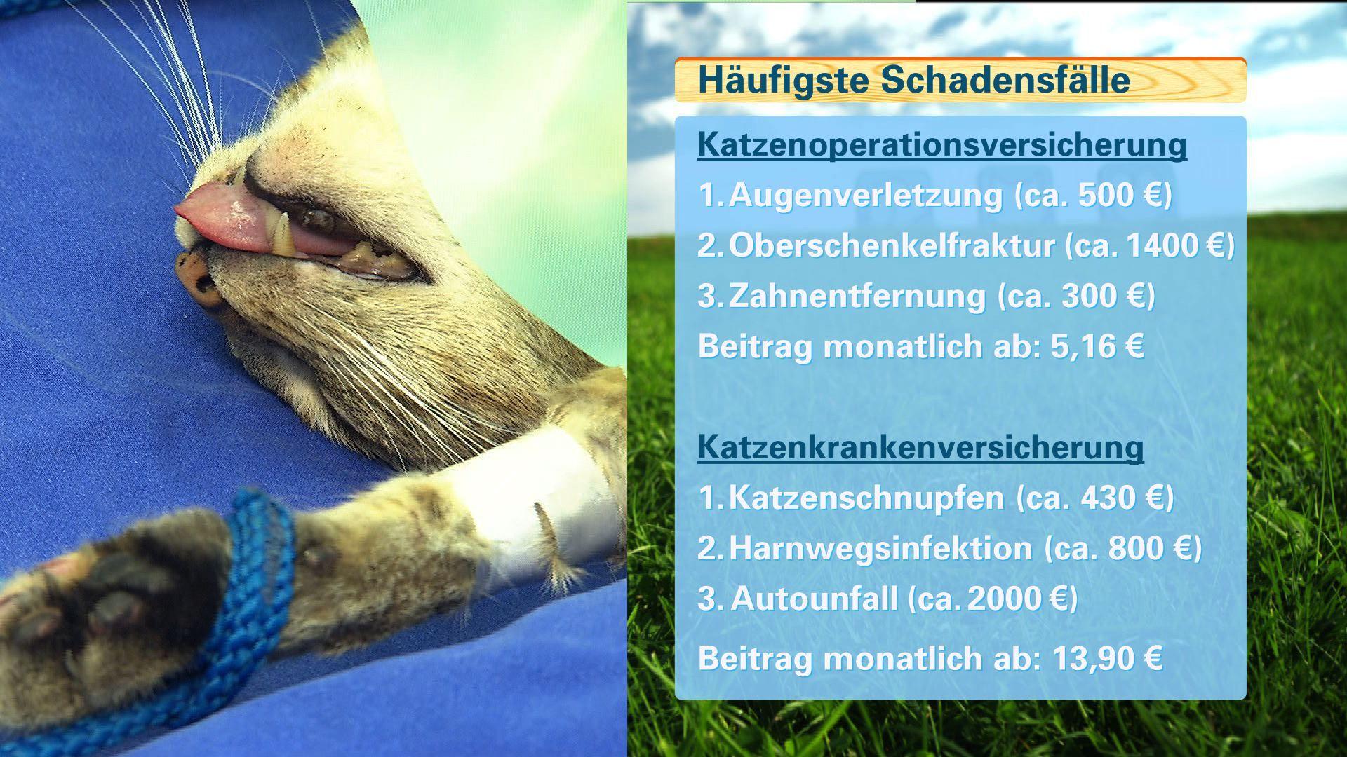Tierverischerungen Tierverischerungen