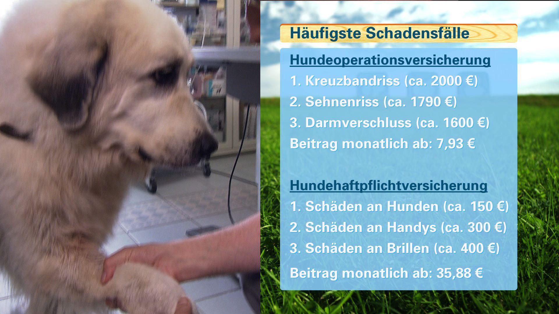 Tierverischerungen Tierverischerungen