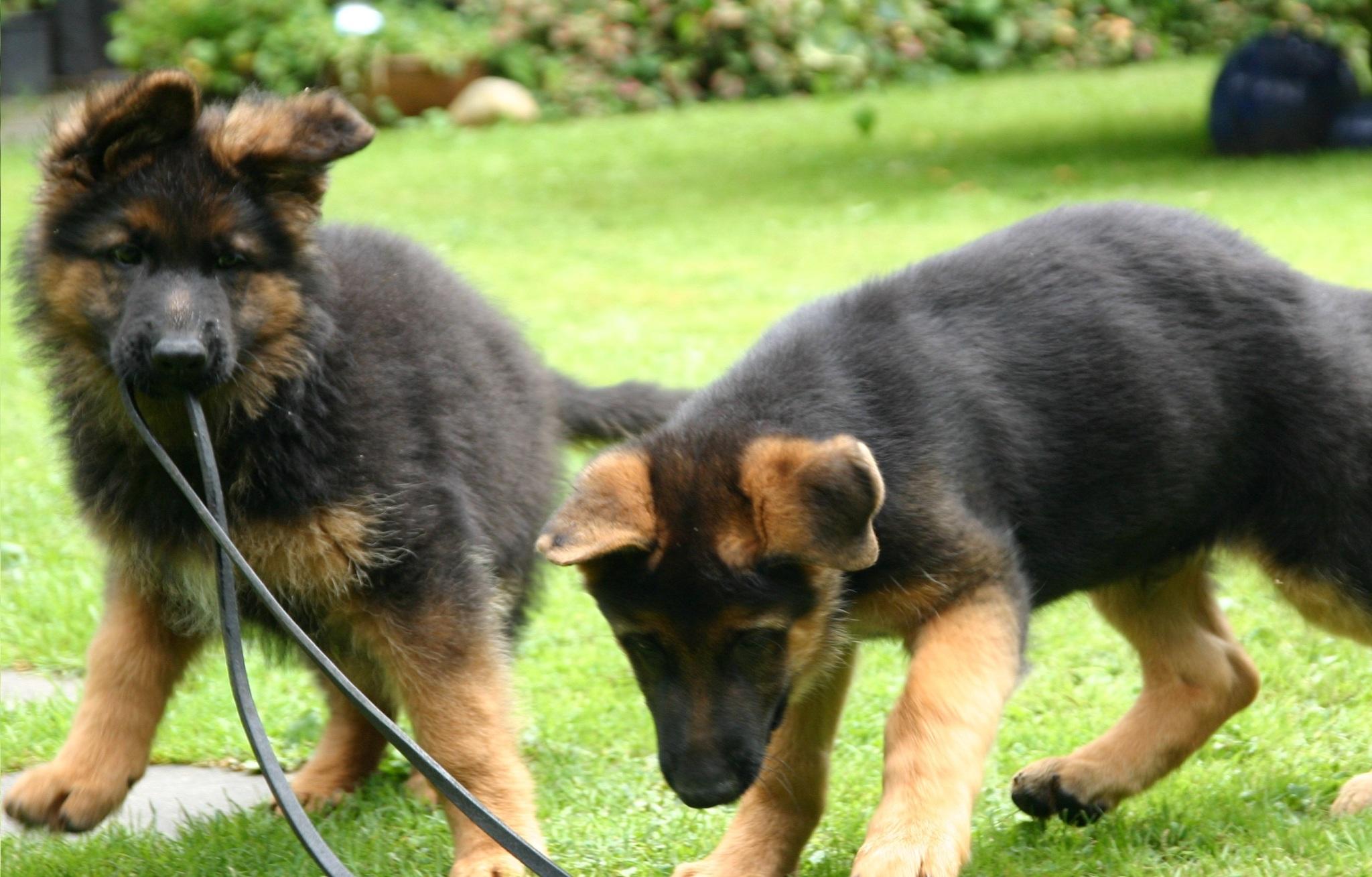Welcher Hund passt zu mir? Welcher Hund passt zu mir?