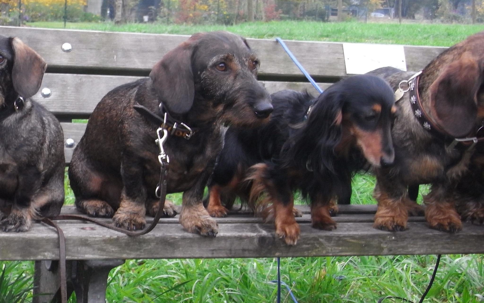 Welcher Hund passt zu mir? Welcher Hund passt zu mir?