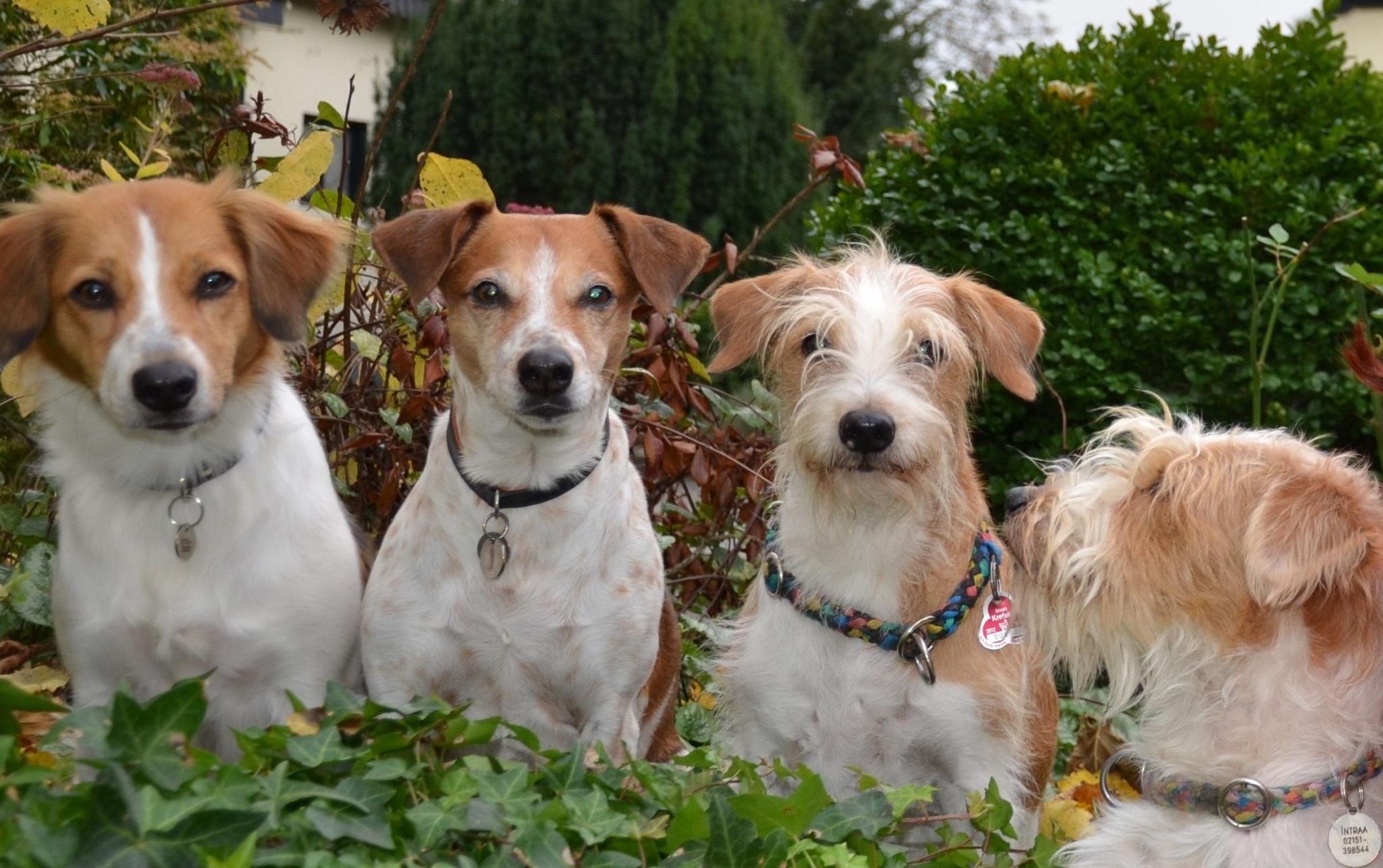 Welcher Hund passt zu mir? Welcher Hund passt zu mir?