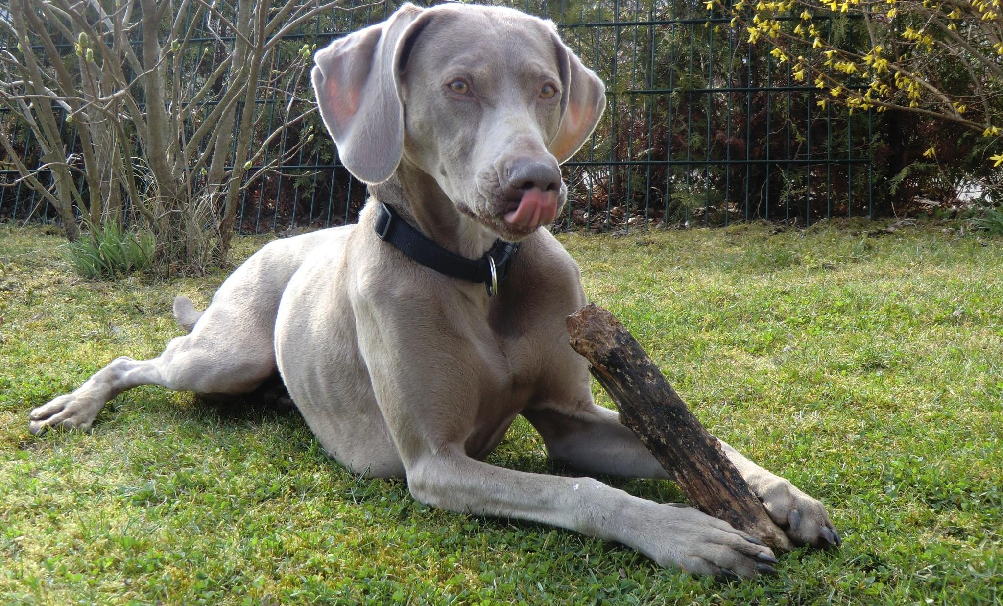 Welcher Hund passt zu mir? Welcher Hund passt zu mir?