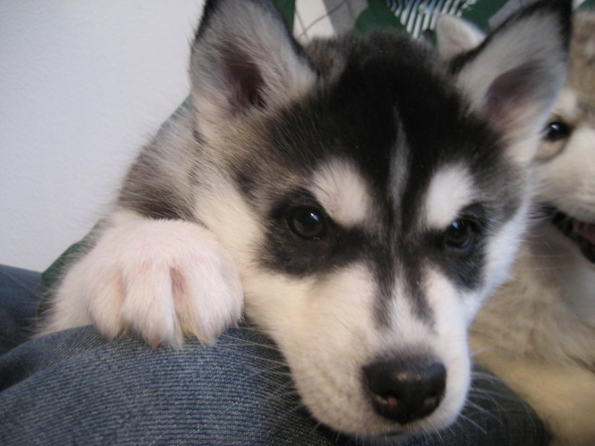 Welcher Hund passt zu mir? Welcher Hund passt zu mir?