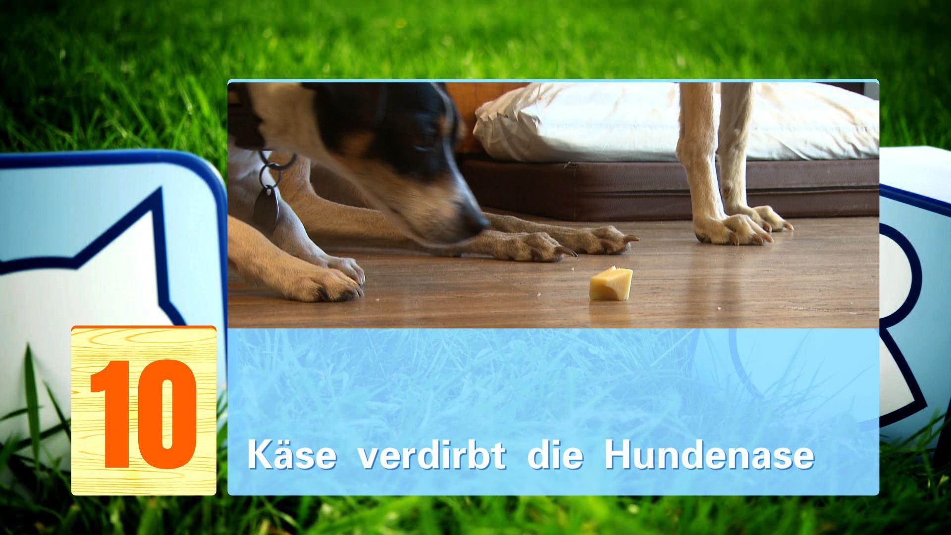 hkm_20130427_hundemythen hkm_20130427_hundemythen