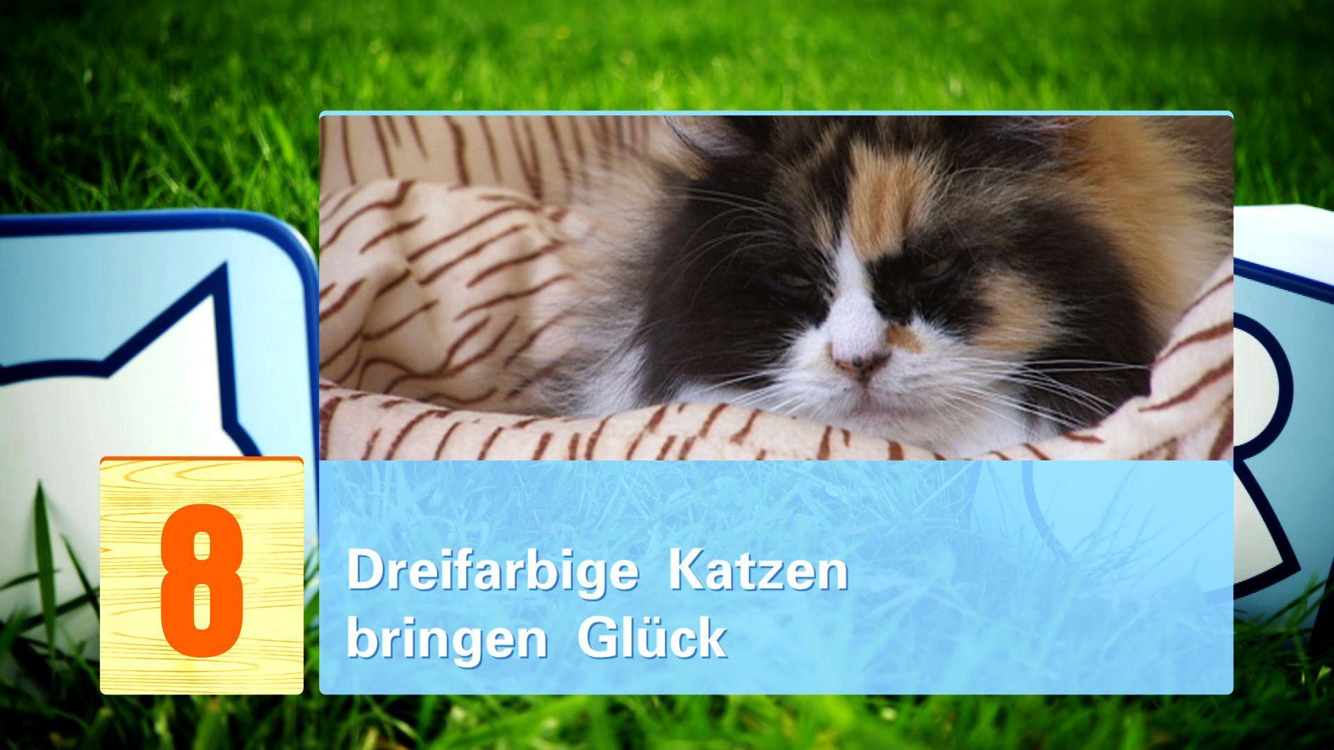 hkm Katzenmythen hkm Katzenmythen