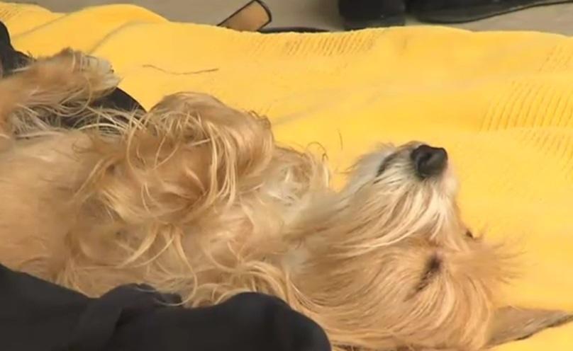 Doga- Yoga mit Hund Doga- Yoga mit Hund