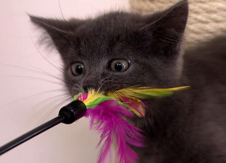 Der große Katzenspielzeug-Test Der große Katzenspielzeug-Test