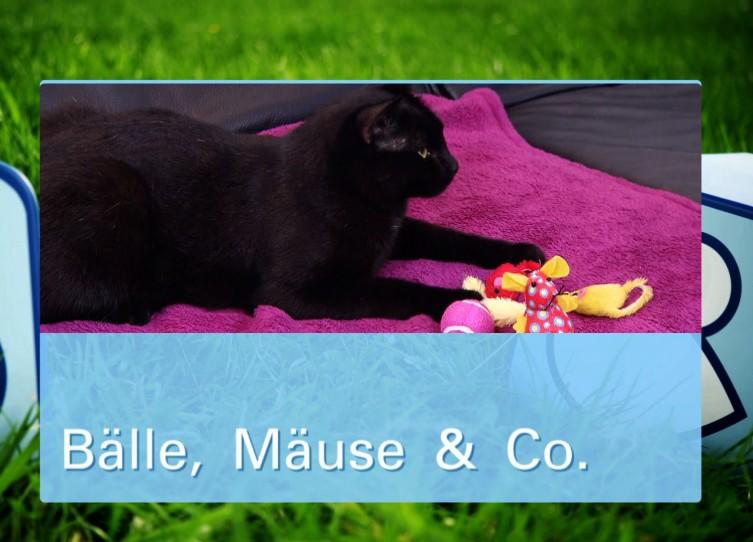 Der große Katzenspielzeug-Test Der große Katzenspielzeug-Test
