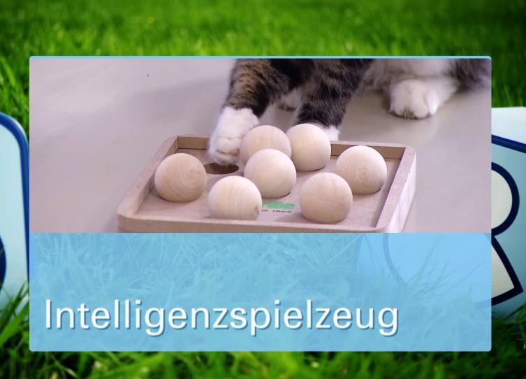 Der große Katzenspielzeug-Test Der große Katzenspielzeug-Test