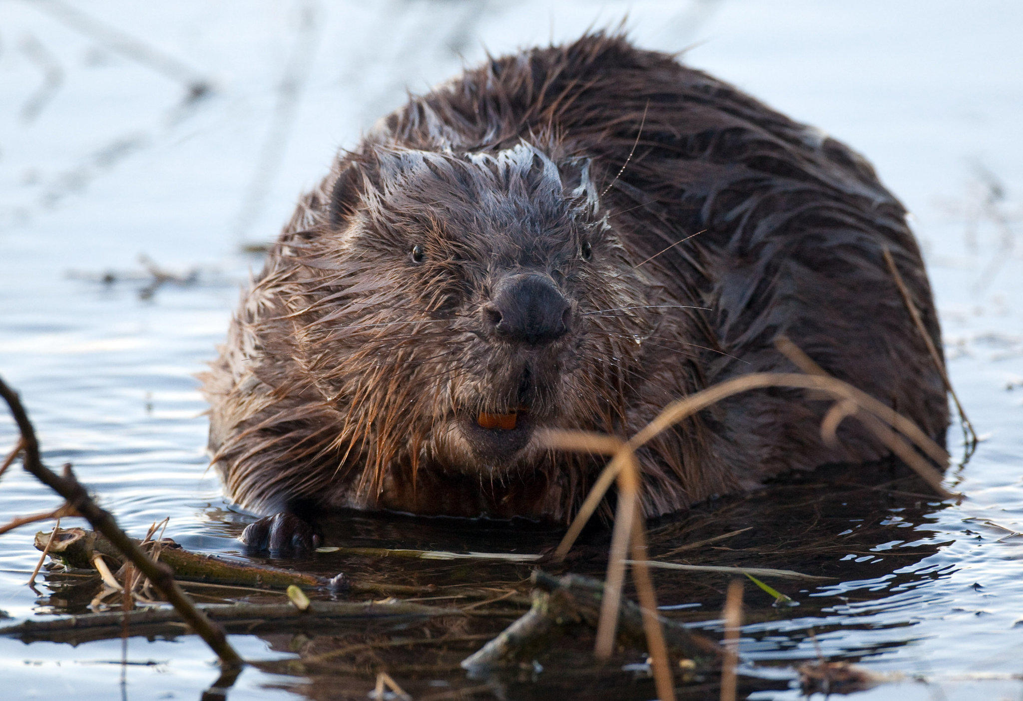 Tierische Zusatzstoffe Tierische Zusatzstoffe