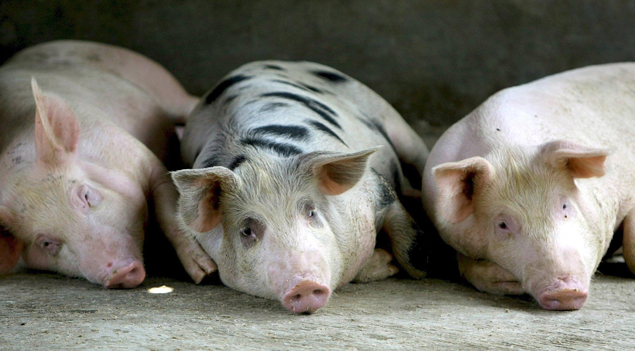 Tierische Zusatzstoffe Tierische Zusatzstoffe
