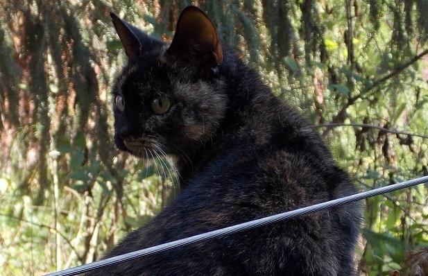 hkm Katzenvermittlung hkm Katzenvermittlung