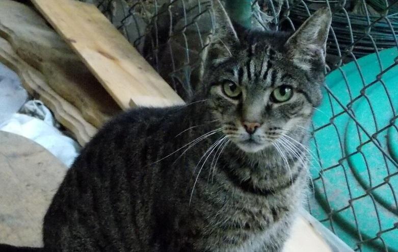 hkm Katzenvermittlung hkm Katzenvermittlung