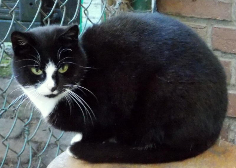 hkm Katzenvermittlung hkm Katzenvermittlung