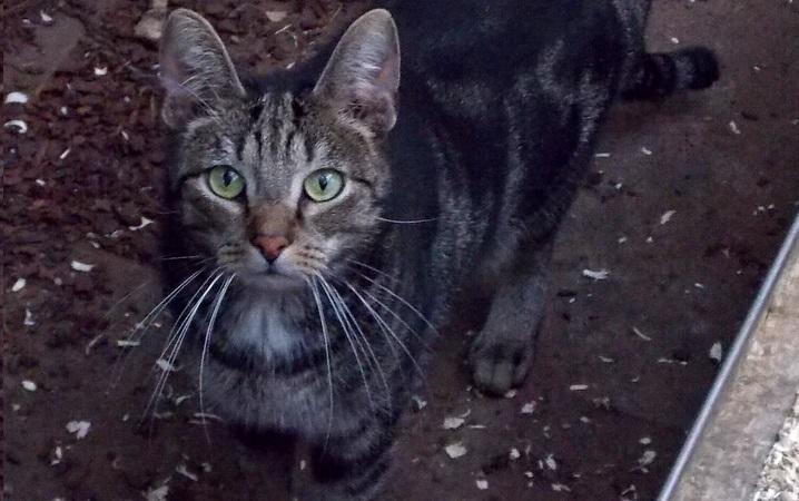 hkm Katzenvermittlung hkm Katzenvermittlung