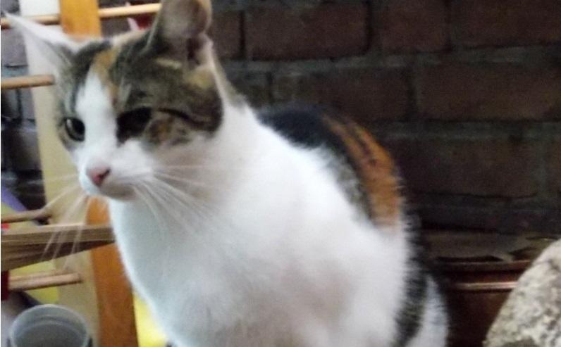 hkm Katzenvermittlung hkm Katzenvermittlung