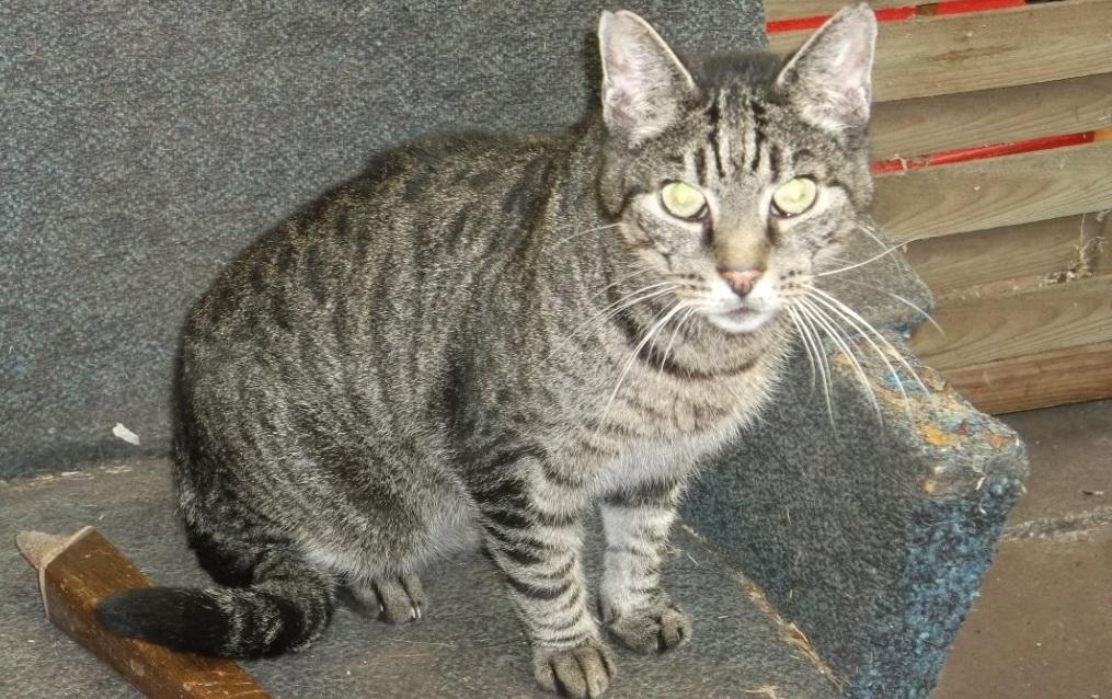 hkm Katzenvermittlung hkm Katzenvermittlung