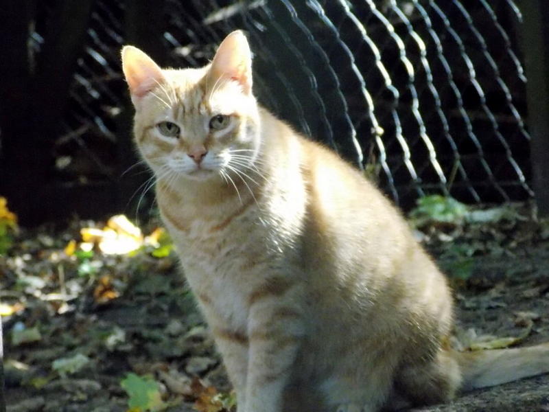 hkm Katzenvermittlung hkm Katzenvermittlung
