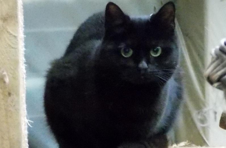 hkm Katzenvermittlung hkm Katzenvermittlung