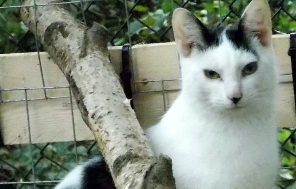 hkm Katzenvermittlung hkm Katzenvermittlung