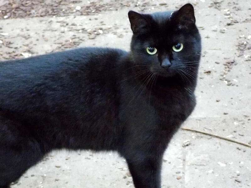 hkm Katzenvermittlung hkm Katzenvermittlung