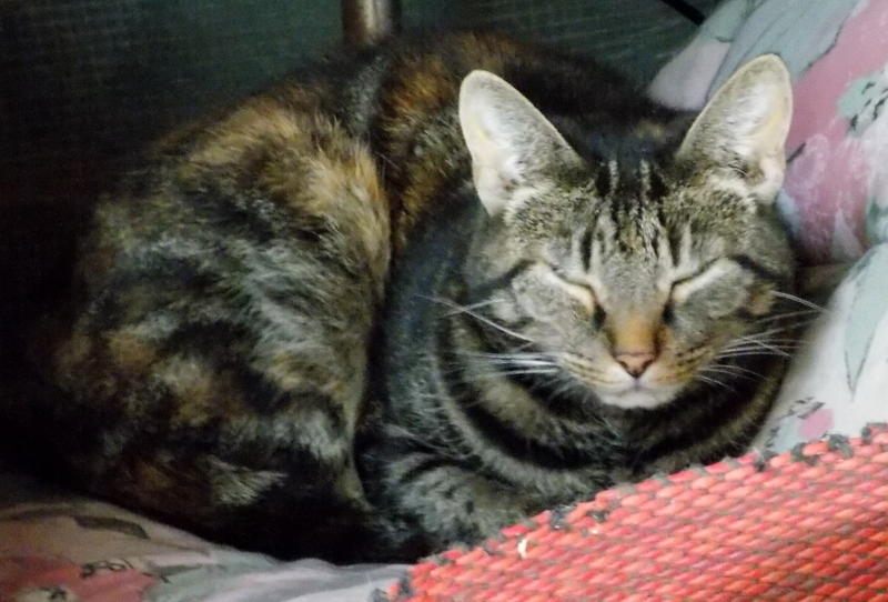 hkm Katzenvermittlung hkm Katzenvermittlung