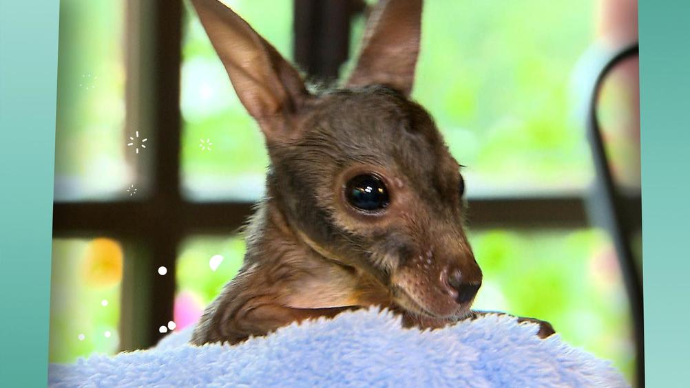 Tierbabys - süß und wild Tierbabys - süß und wild