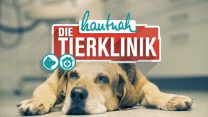 Die Tierklinik Die Tierklinik