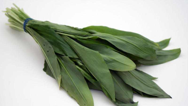 Bärlauch Hexenkraut