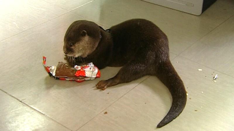 Zwergotter Wildes Wohnzimmer, Zwergotter Nemo mit Schokonikolaus
